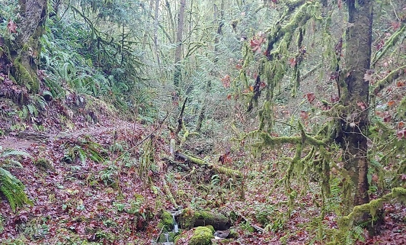 fuck outdoor forest Portland